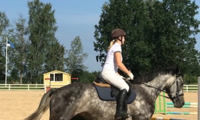 Gelding from CONTATOUR JP for sale! (in Tallinn this week)