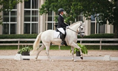 Dressage-showjumping pony