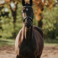 Hanoverian Mare