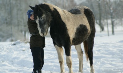 gelding
