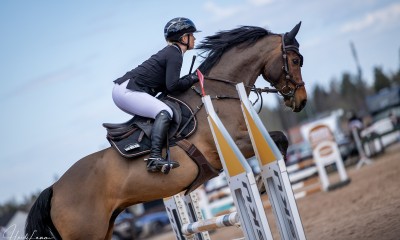 Showjumping horse, 2016