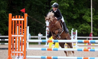 Welsh pony for sport