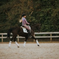 Hanoverian Mare