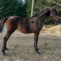 Krogstāds (Latvian Warmblood)