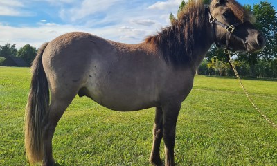 Shetlandi poni ruun
