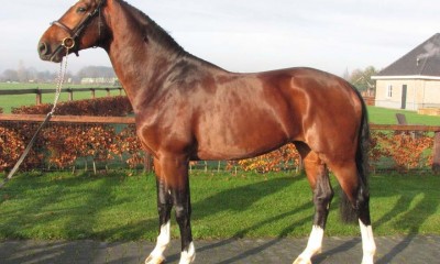 Windbreaker, KWPN, stallion, 2003, (Heartbreaker x Pilot)
