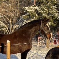 VARANTI VAN'T NOTENHOF