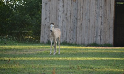 Ariete, eesti märavarss, soodushinnaga