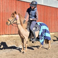 Dream sport pony (1/2 Welsh)