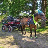 6. aastane eesti tõugu ruun Edson