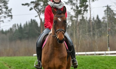 4a ESH ruun/ 4 y old showjumping gelding for sale