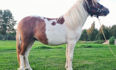 Shetlandi poni ruun