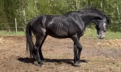 Hüppesugupuuga varss