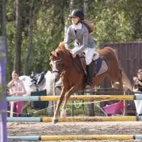 Welsh pony for sport