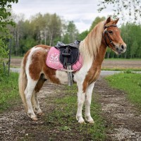 Uut kodu otsib 4aastane väga ilus miniponi ruun.