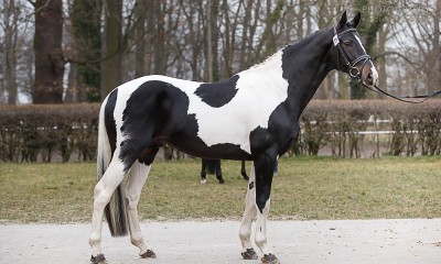 3 y.o. stallion with breeding licence