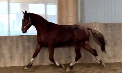 Herman