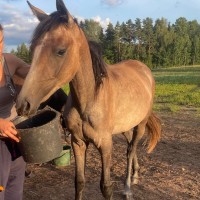 Promising angloarabian foal for endurance or eventing, Tidjani lines