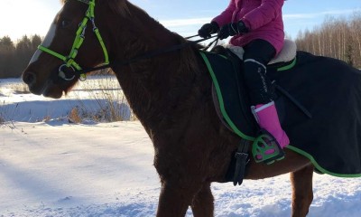 Endurance horse