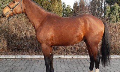 A young gelding by Kannan