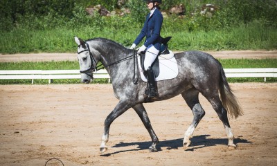 7 yo dressage mare