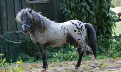 Pony
