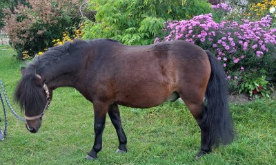 6yo Pony Jupiters for riding schools 