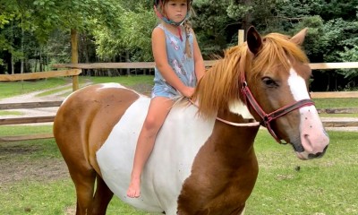 ELLIK - gorgeous 6 year old pony