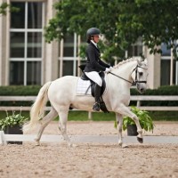 Dressage-showjumping pony