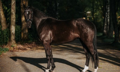 Hanoverian Mare