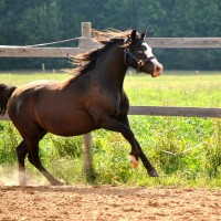 Welsh pony