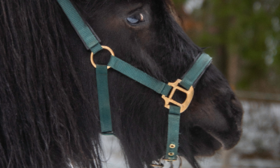 puhtatõuline sugupuuga sehtlandi poni täkkvarss