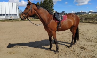 4-year old jumping gelding