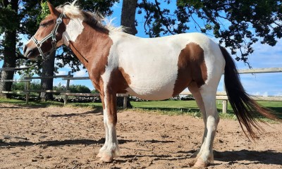 Minipony mare Spicy Height: 105 cm