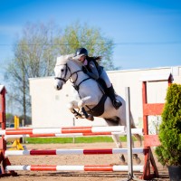 Dressage-showjumping pony