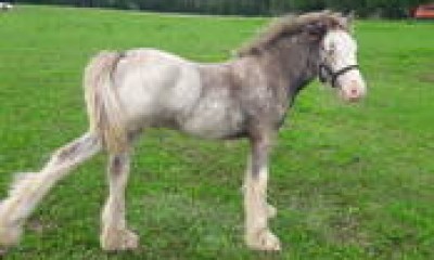 Irish tinker 