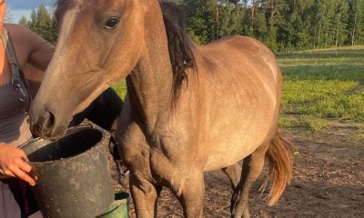 Promising angloarabian foal for endurance or eventing, Tidjani lines