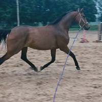 Heliina V