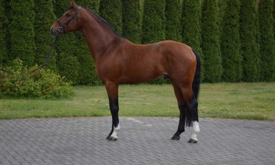 4 y.o. jumping/cross country/dressage prospect