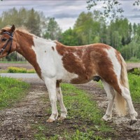 Uut kodu otsib 4aastane väga ilus miniponi ruun.