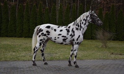 Great spotted mare for jumping/leasiure/breeding