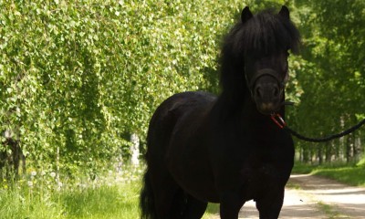 Müüa poni