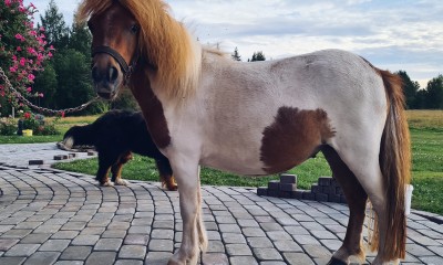 Väikeponi mära