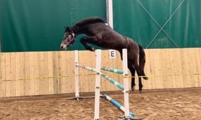 2.y.o. stallion for jumping 