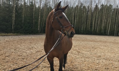 Beautiful mare for showjumping