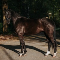 Hanoverian Mare