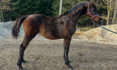 Krogstāds (Latvian Warmblood)