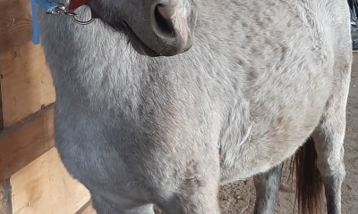 Ratsaponi