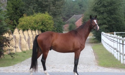 Top jumping prospect Calvino Z x Chacco Fly x Chacco Blue