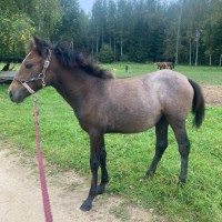 Eesti ratsaponi mära